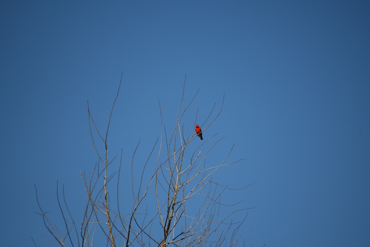 Vermilion Flycatcher - ML644100238