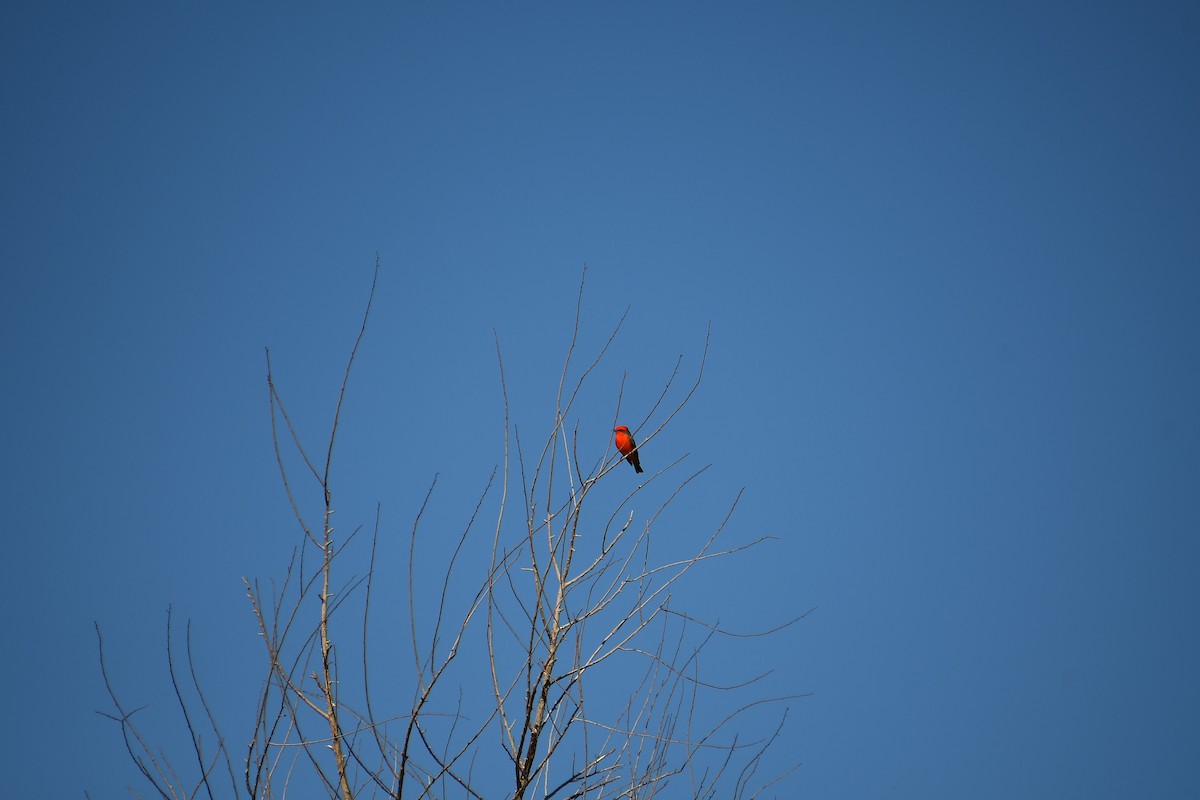 Vermilion Flycatcher - ML644100239