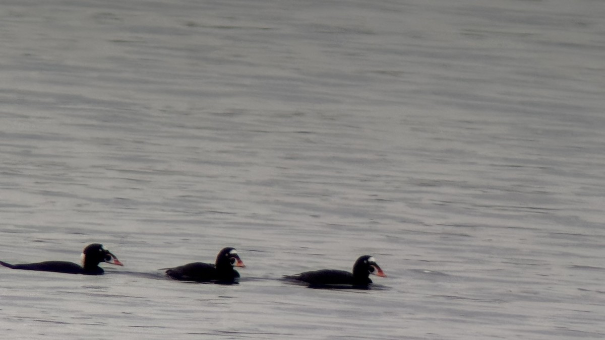 Surf Scoter - ML644100241