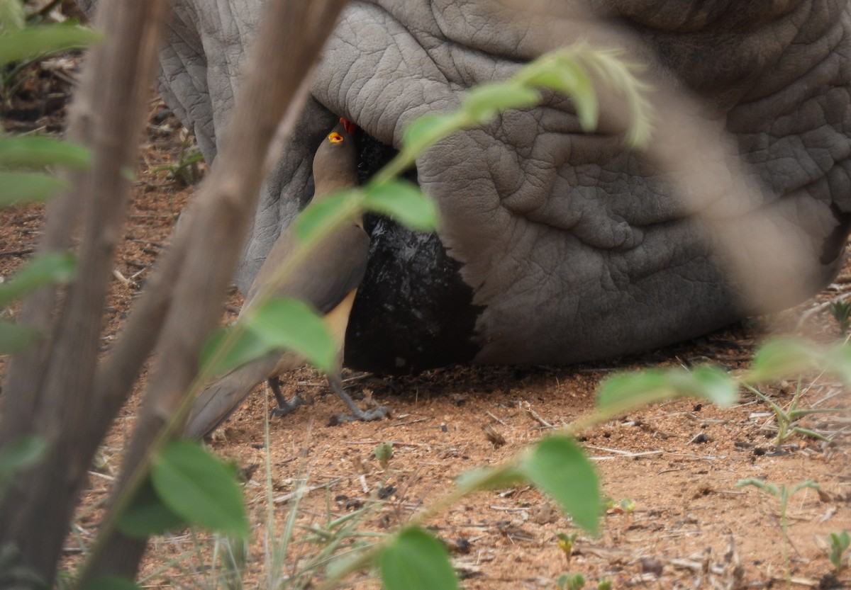 Red-billed Oxpecker - ML644100243