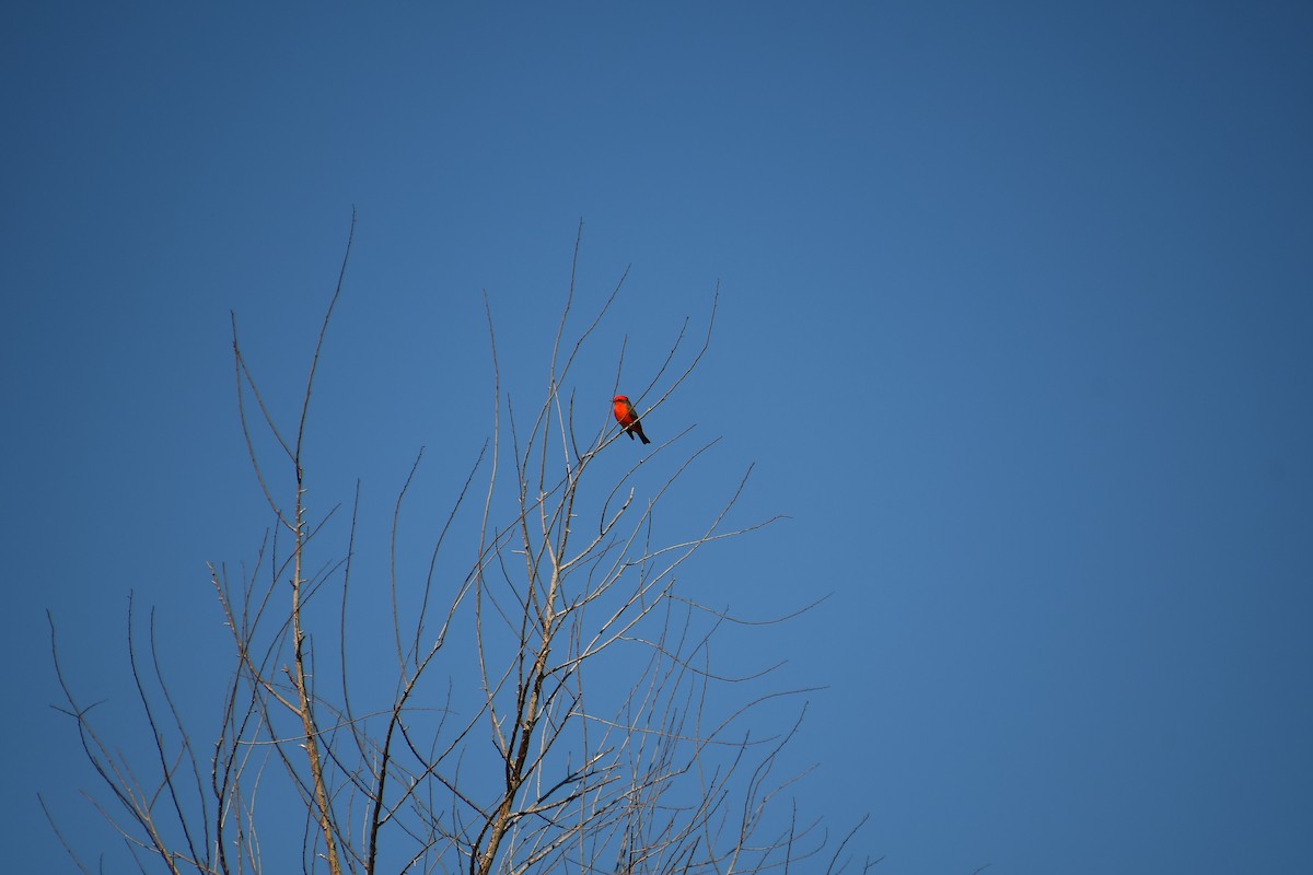 Vermilion Flycatcher - ML644100244