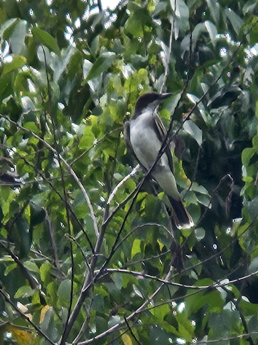 Eastern Kingbird - ML644100249