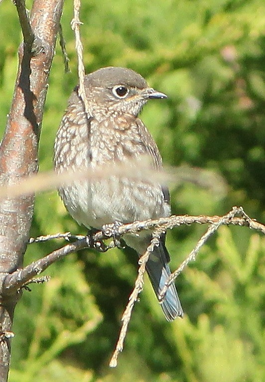 Eastern Bluebird - ML644100253