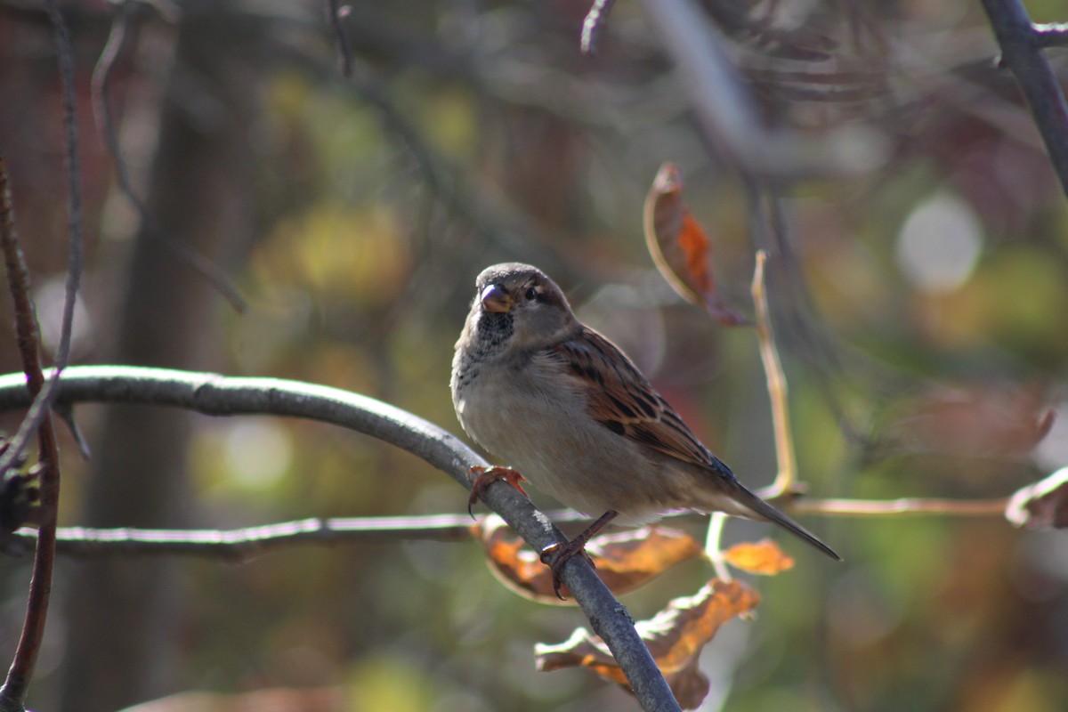 House Sparrow - ML644100255