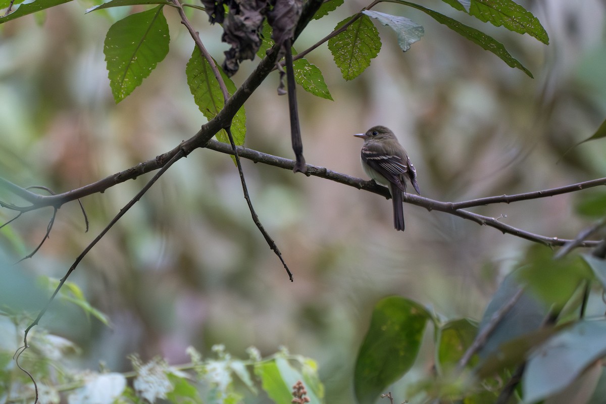 Acadian Flycatcher - ML644100257