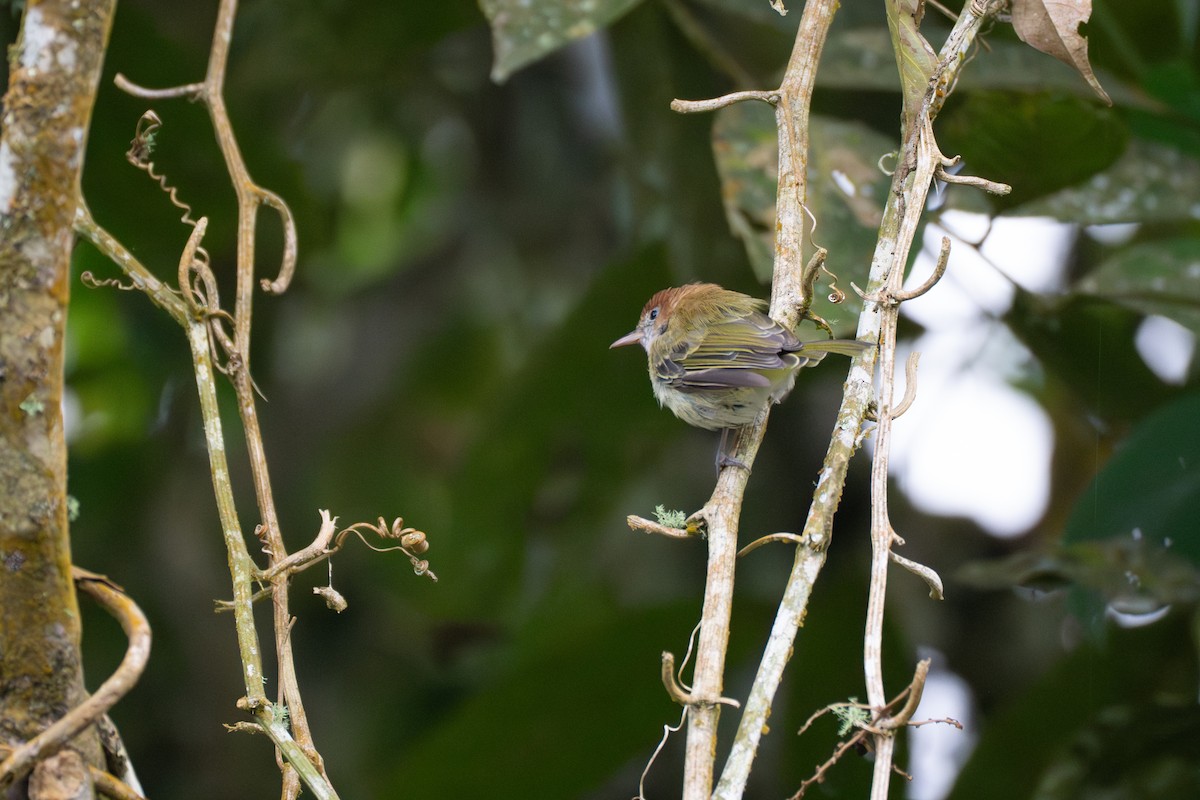 Каштановоголовый виреончик - ML644100261