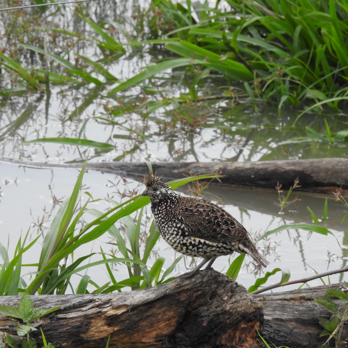 Crested Bobwhite - ML644100262