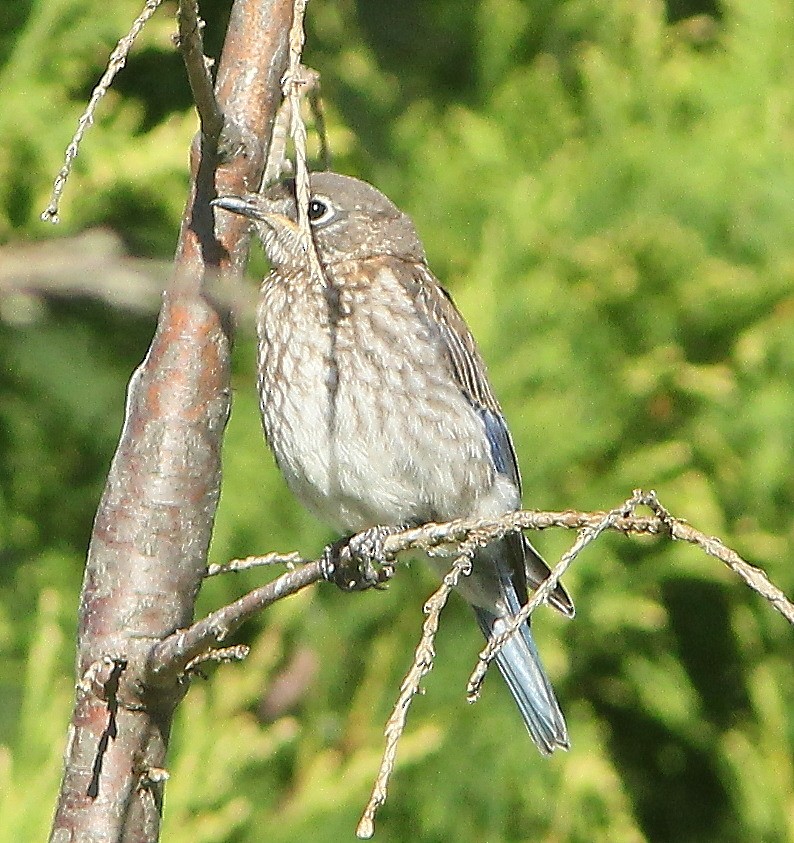 Eastern Bluebird - ML644100263