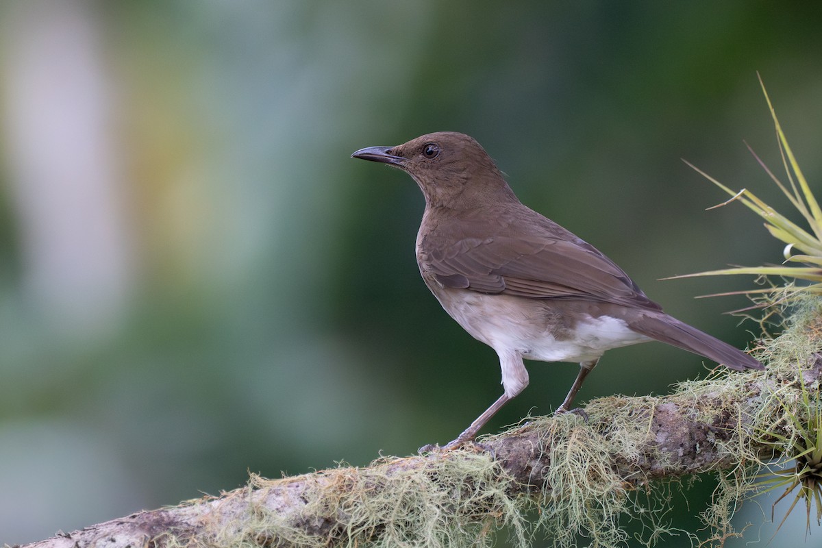 Черноклювый дрозд - ML644100264
