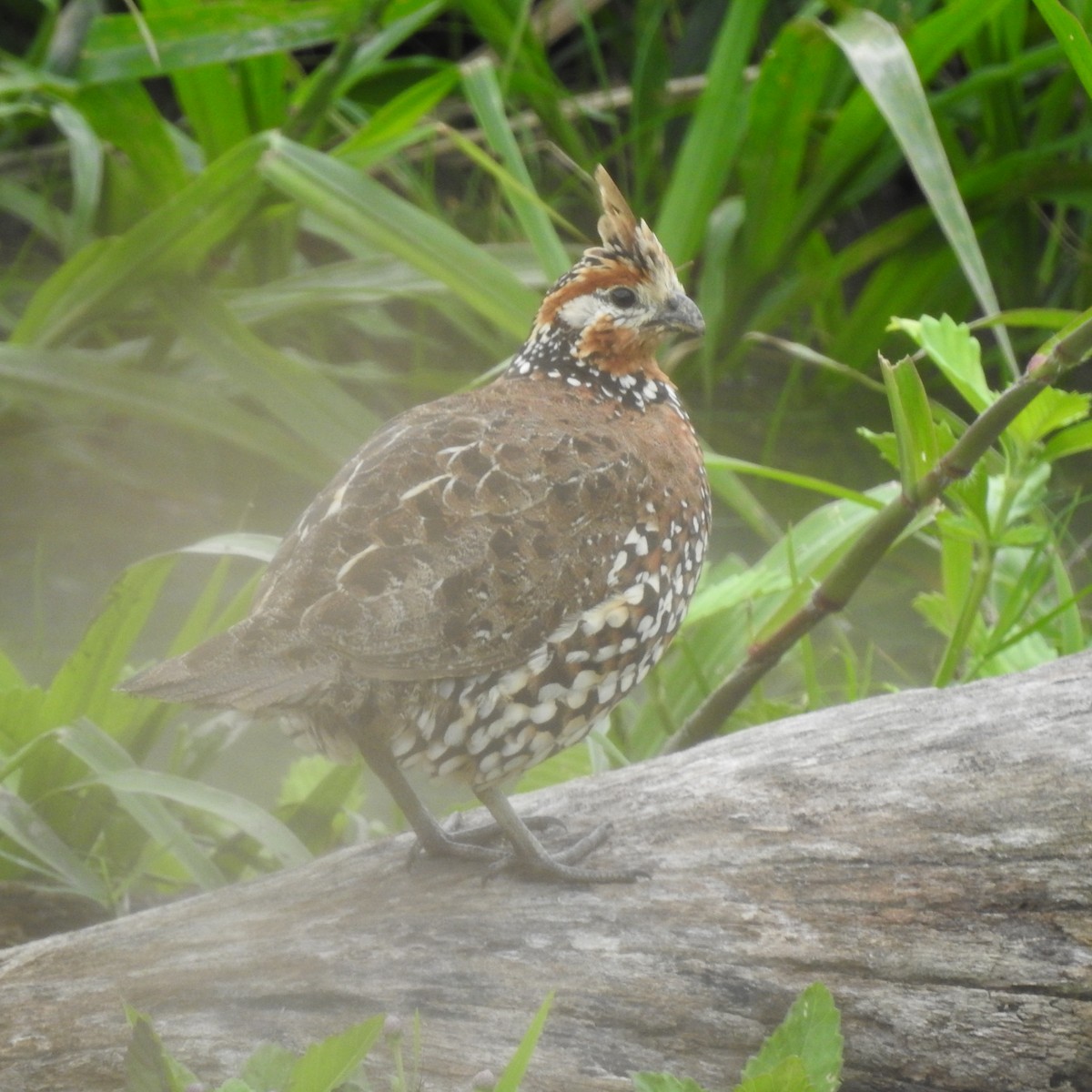 Crested Bobwhite - ML644100265