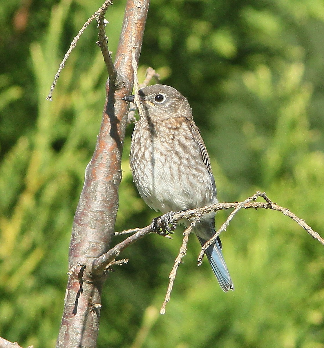 Eastern Bluebird - ML644100275