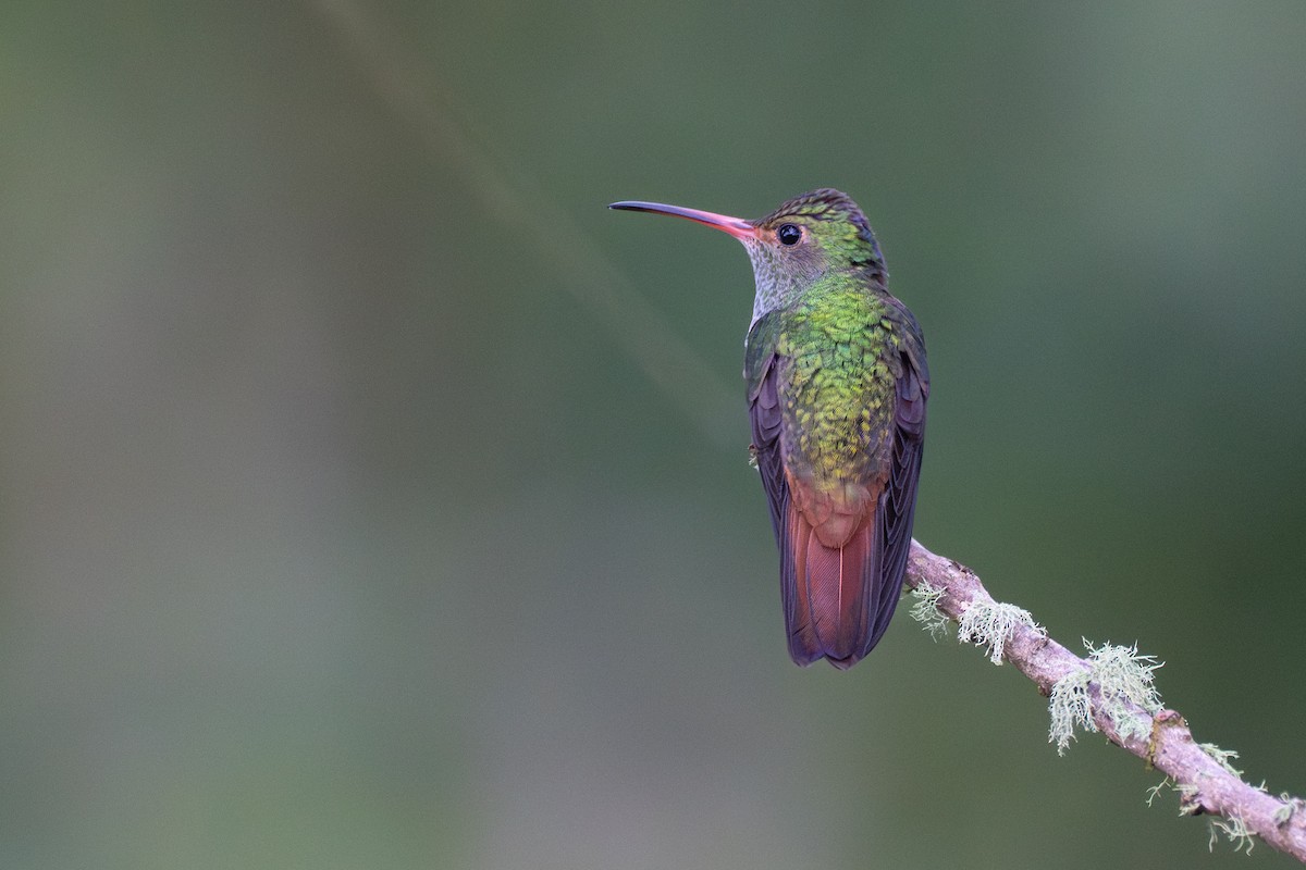 Рыжехвостая амазилия - ML644100276