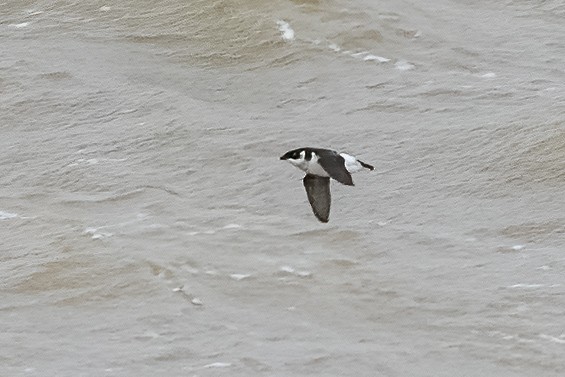 Dovekie - ML644100299