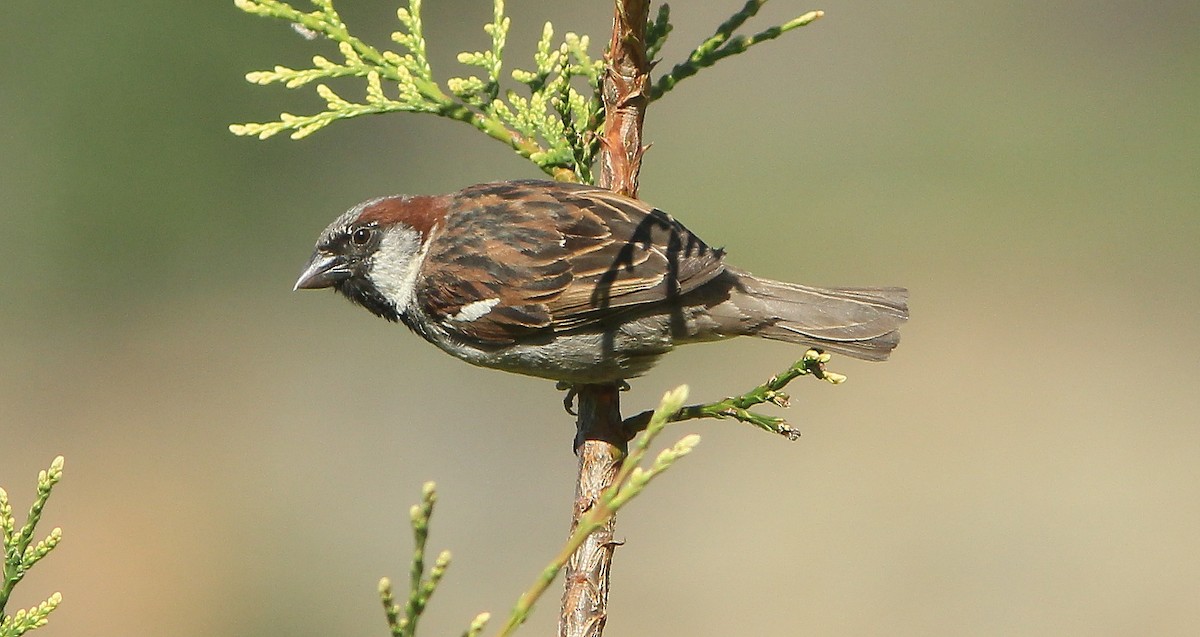 House Sparrow - ML644100300