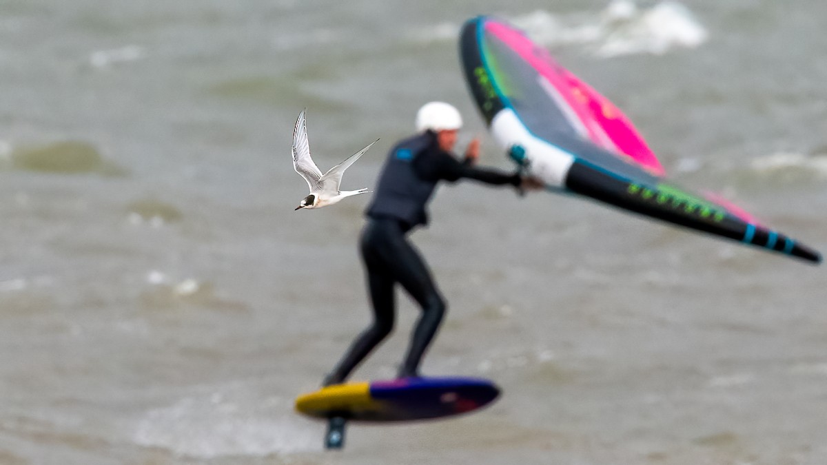 Arctic Tern - ML644100309