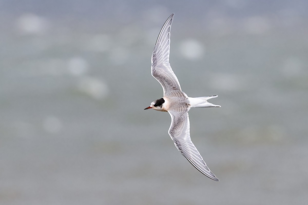 Arctic Tern - ML644100310