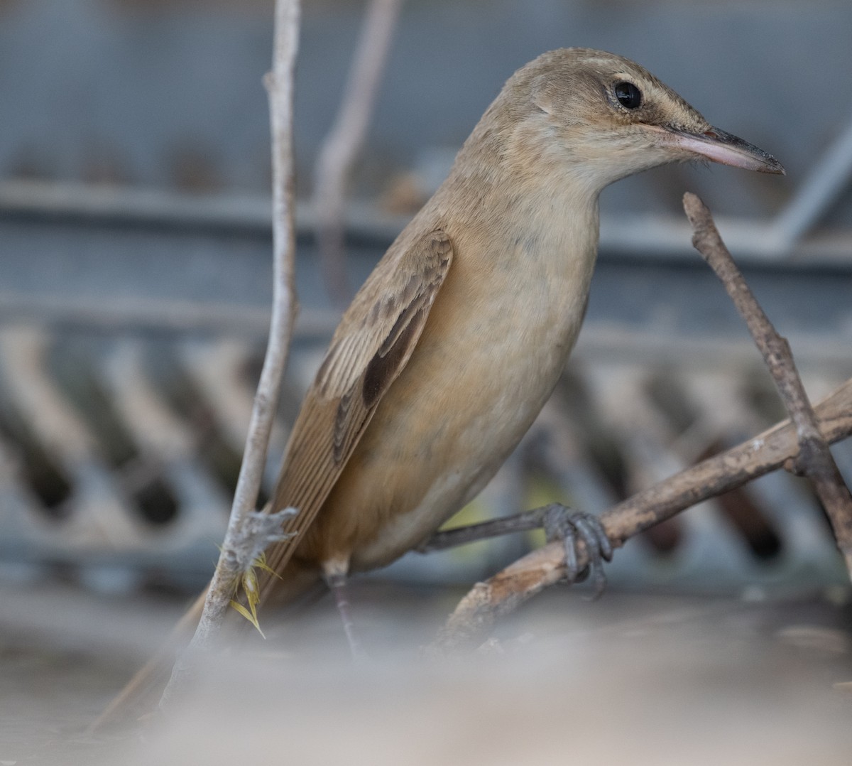 Great Reed Warbler - ML644100346