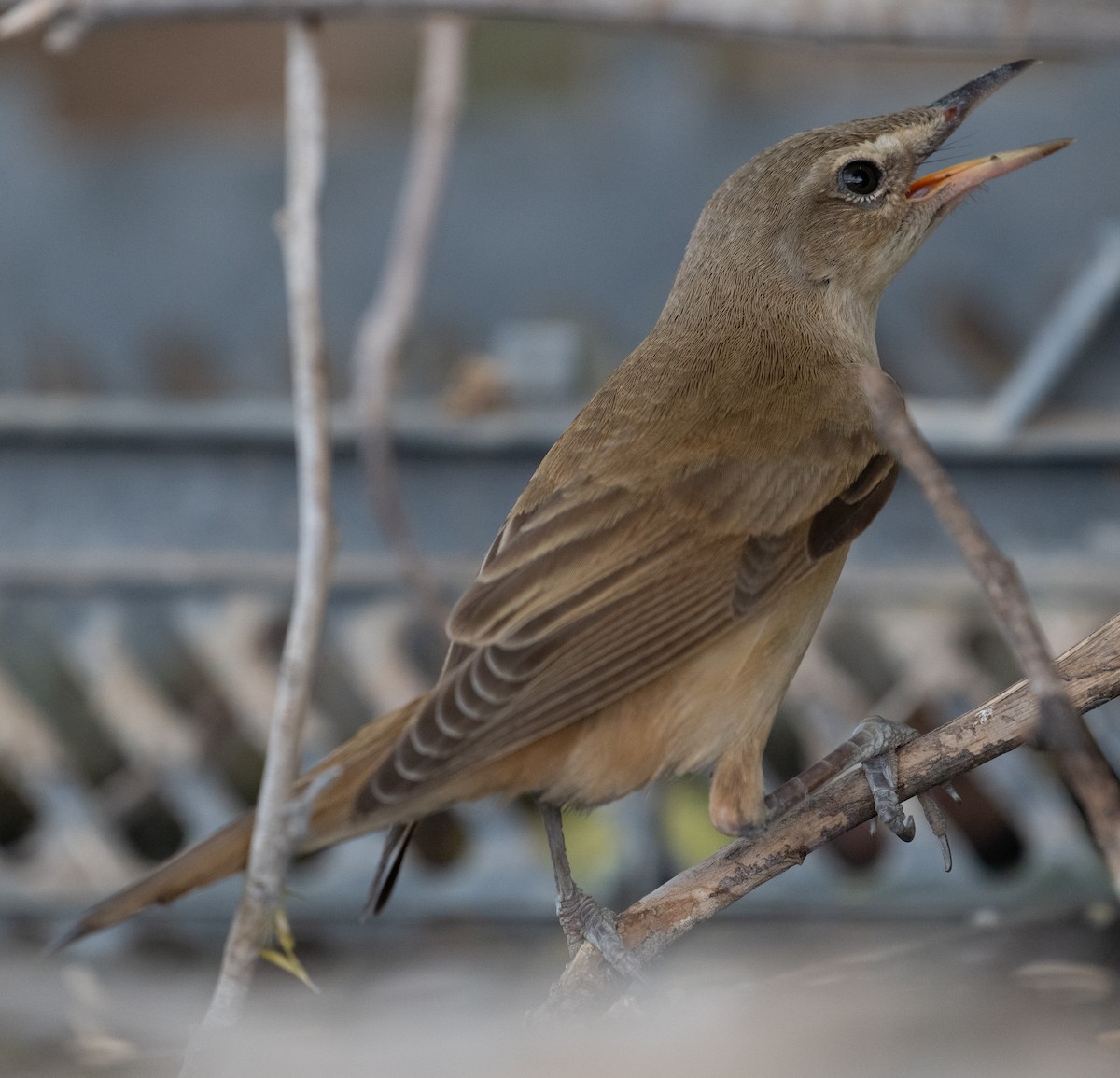 Great Reed Warbler - ML644100347
