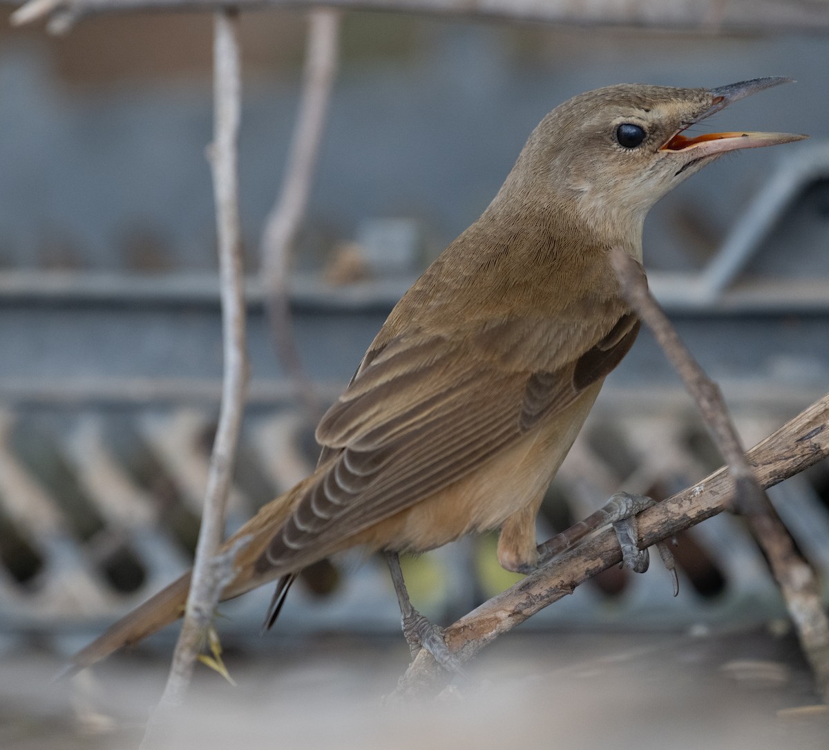 Great Reed Warbler - ML644100348