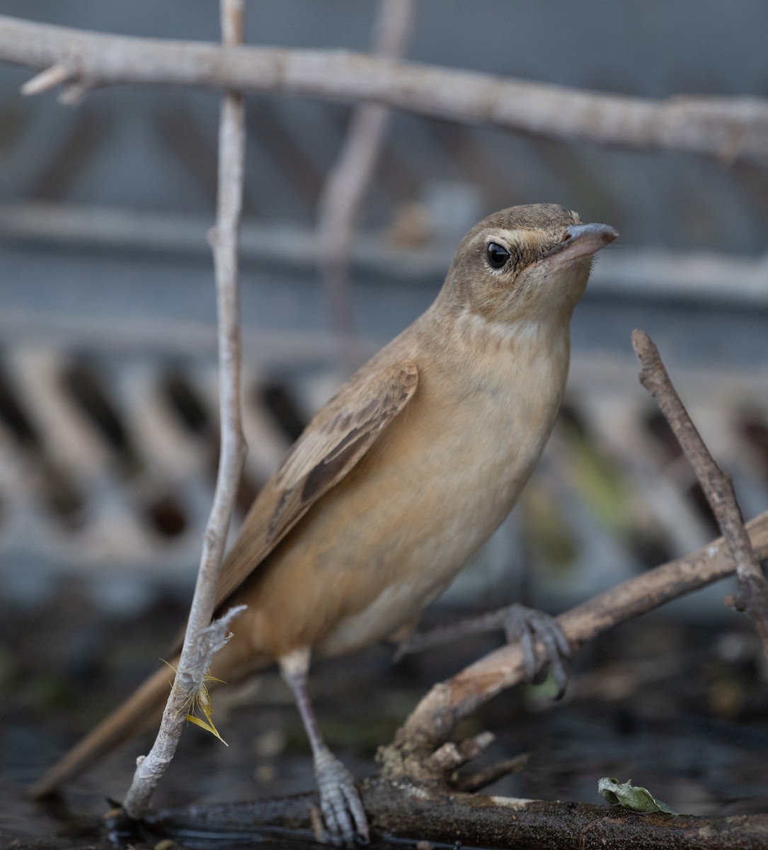 Great Reed Warbler - ML644100349