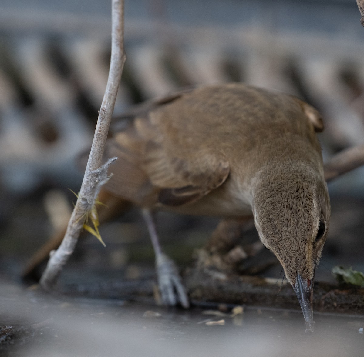 Great Reed Warbler - ML644100350