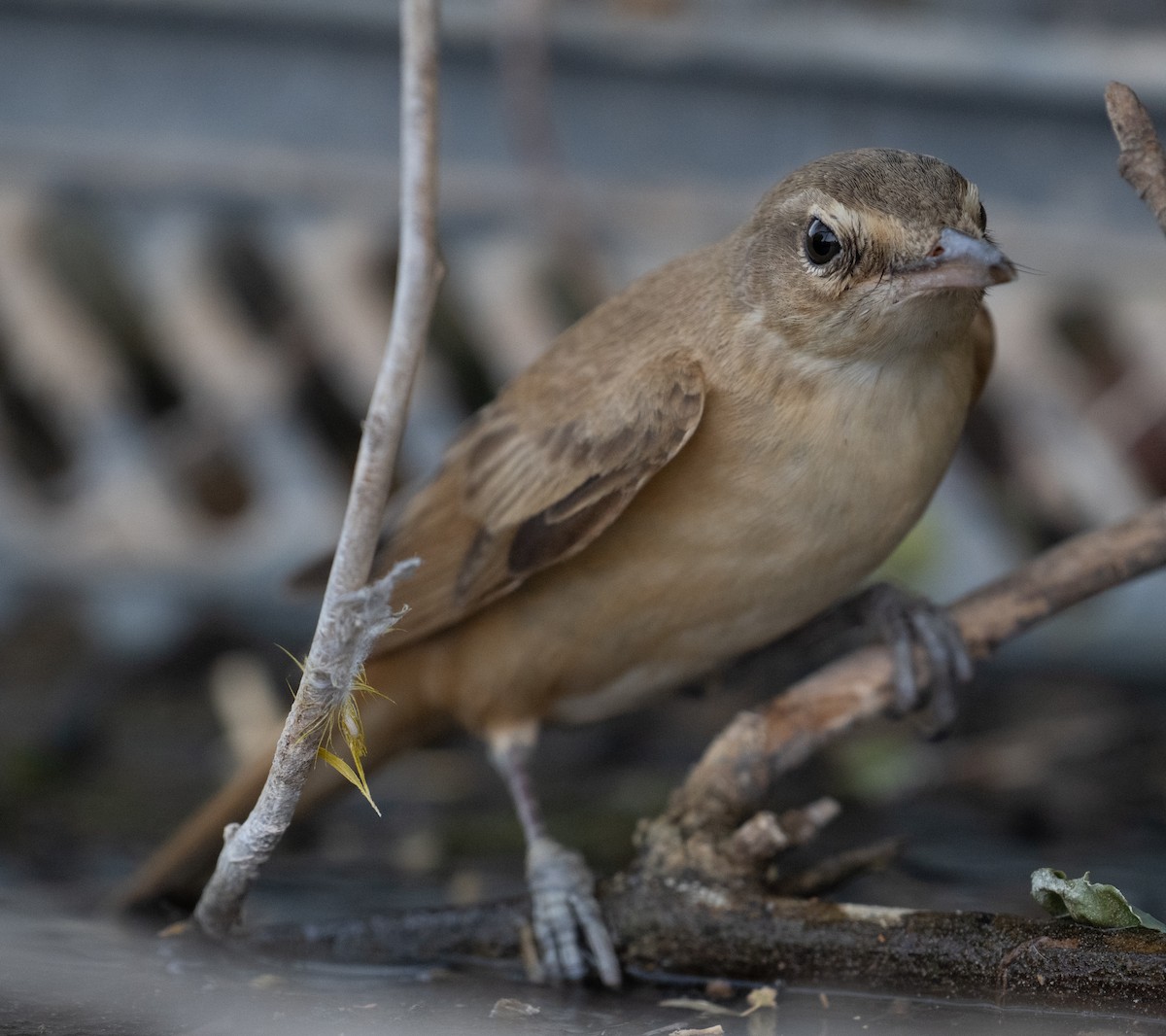 Great Reed Warbler - ML644100351