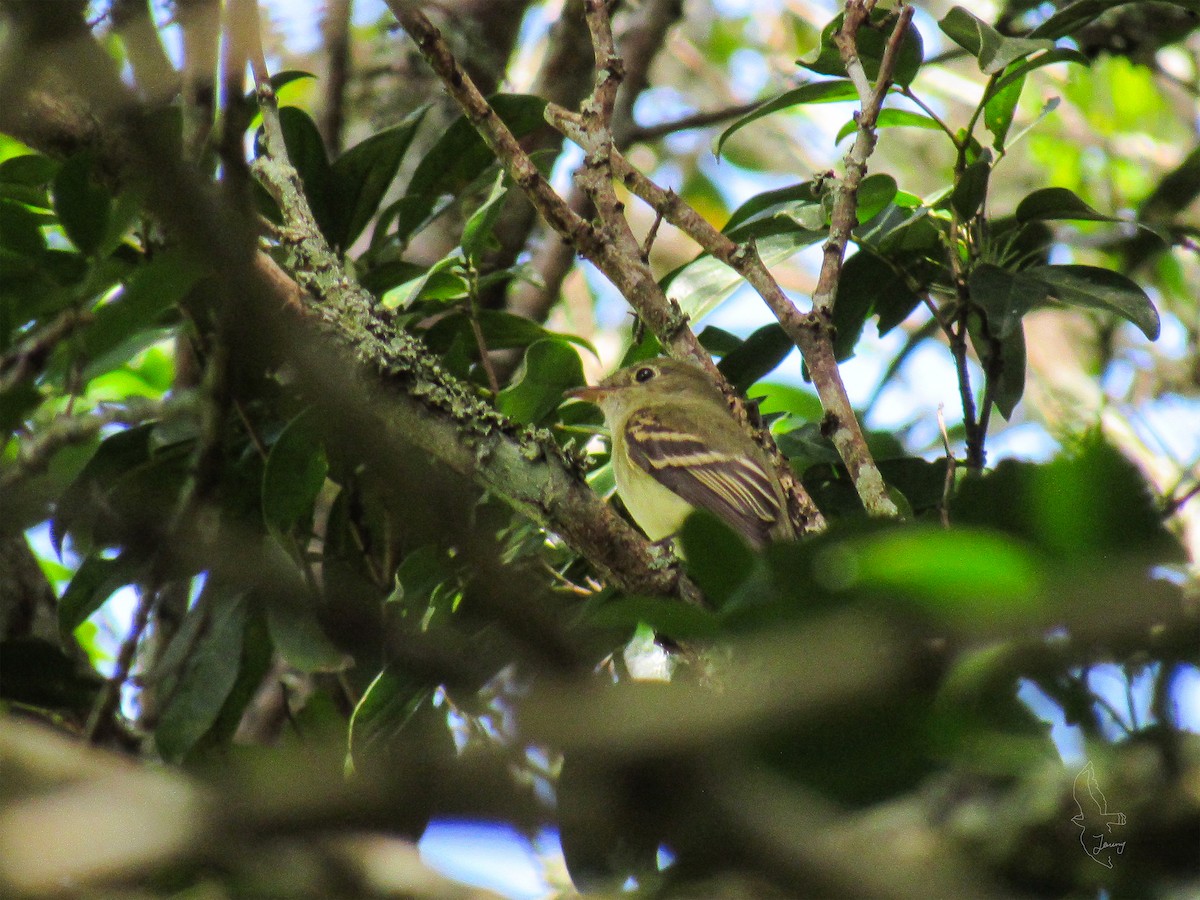 Acadian Flycatcher - ML644100352
