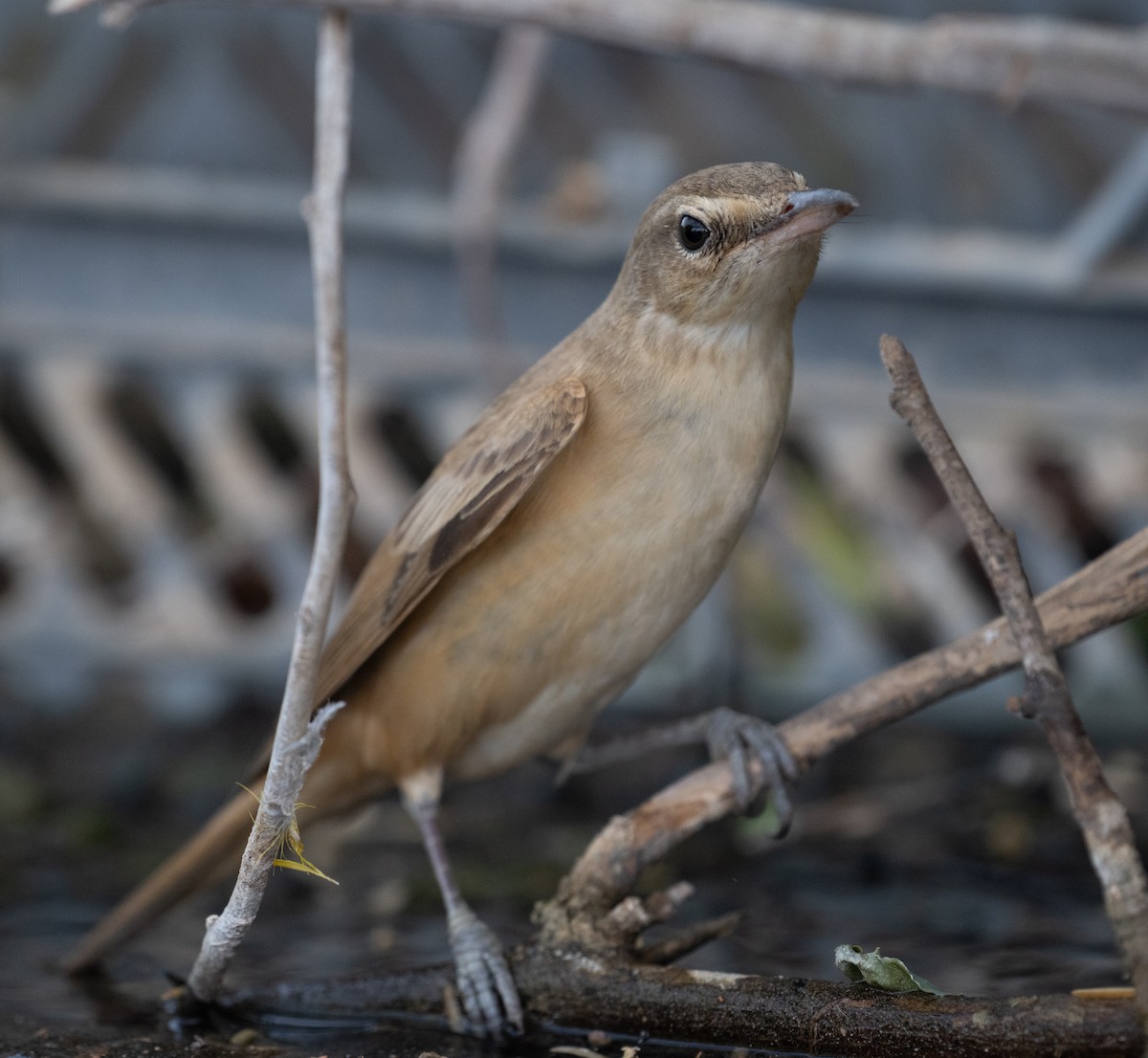 Great Reed Warbler - ML644100353