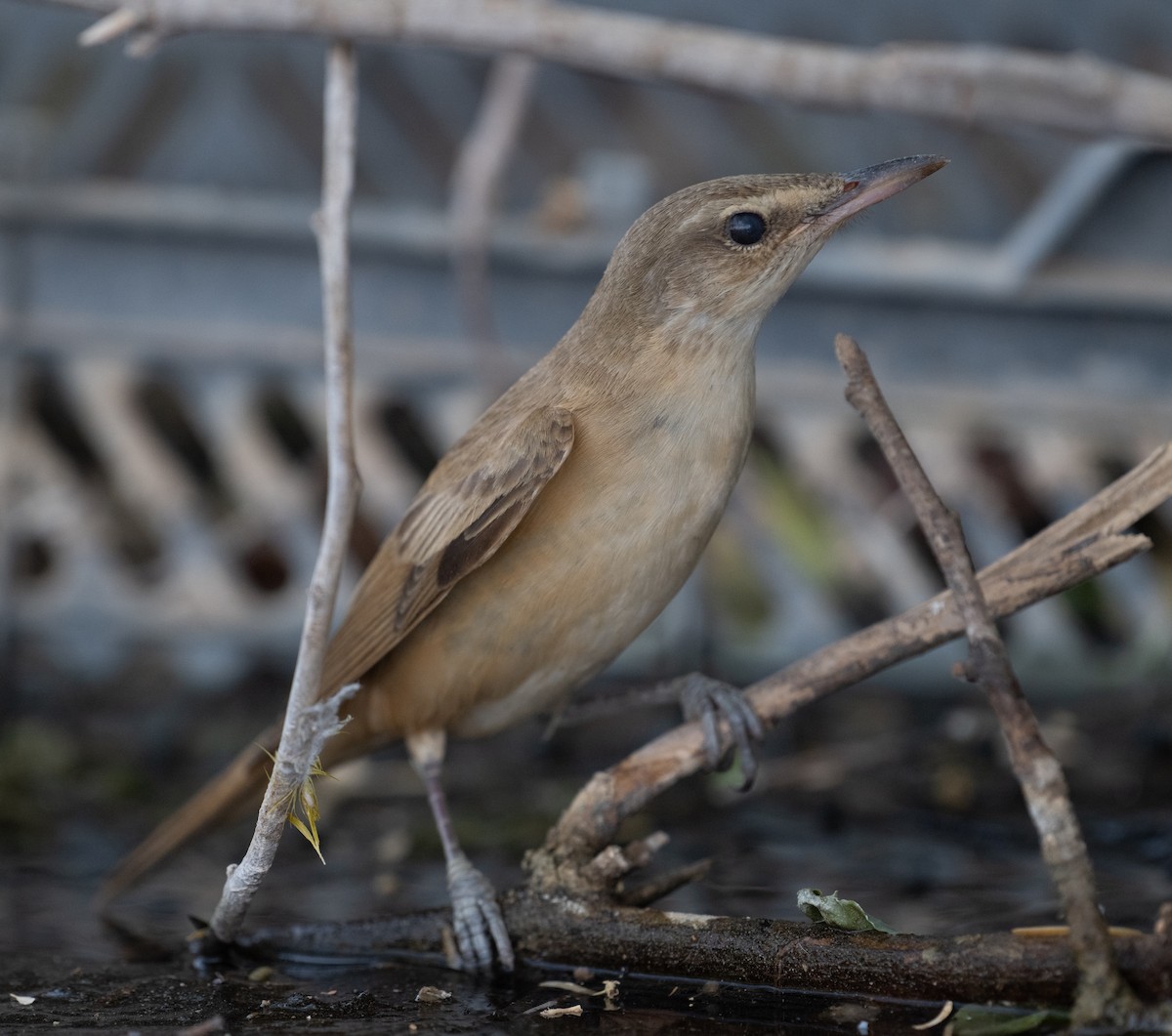 Great Reed Warbler - ML644100354
