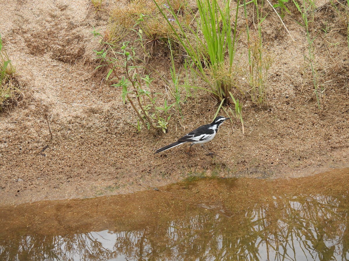 African Pied Wagtail - ML644100357