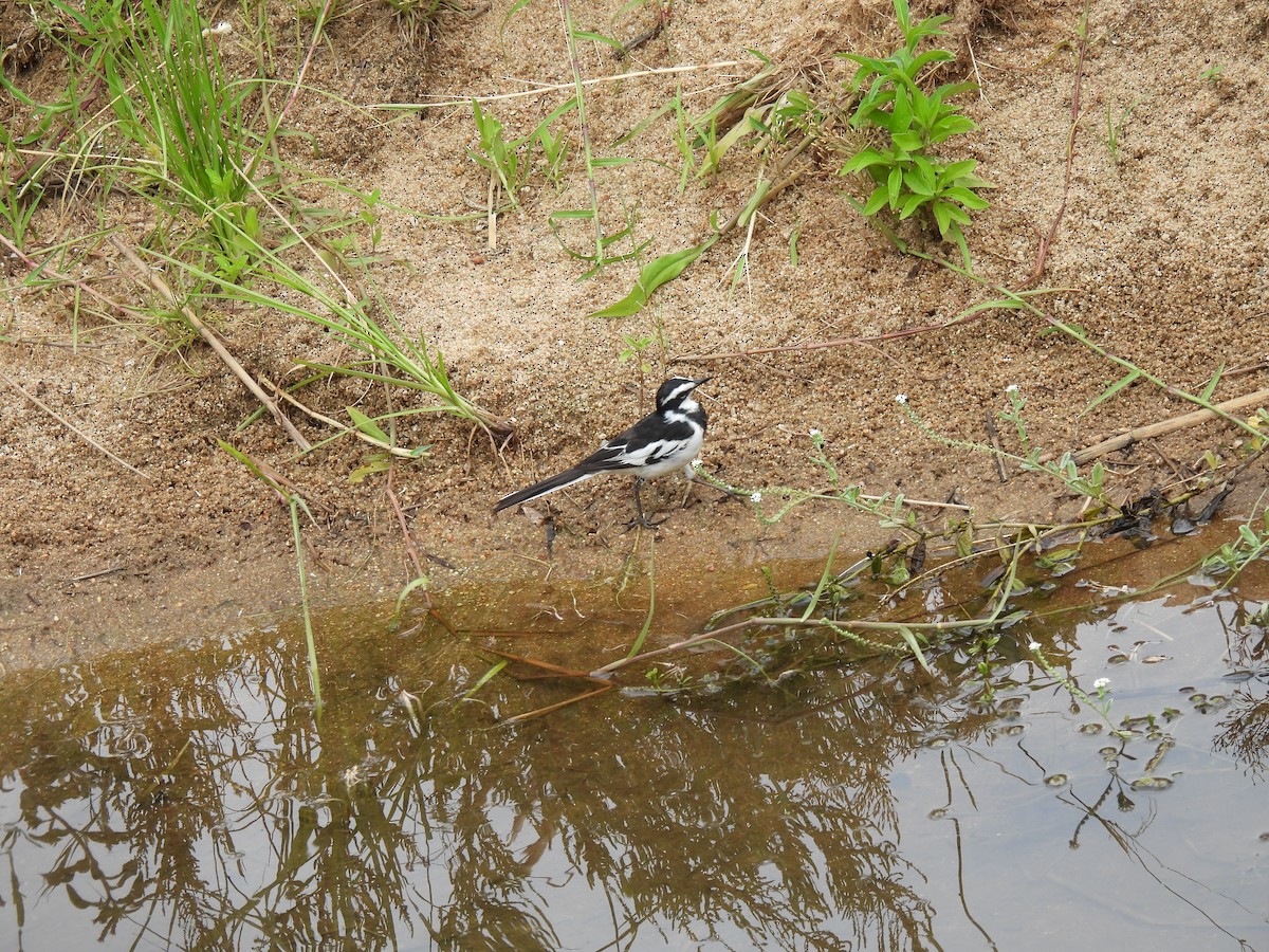African Pied Wagtail - ML644100358