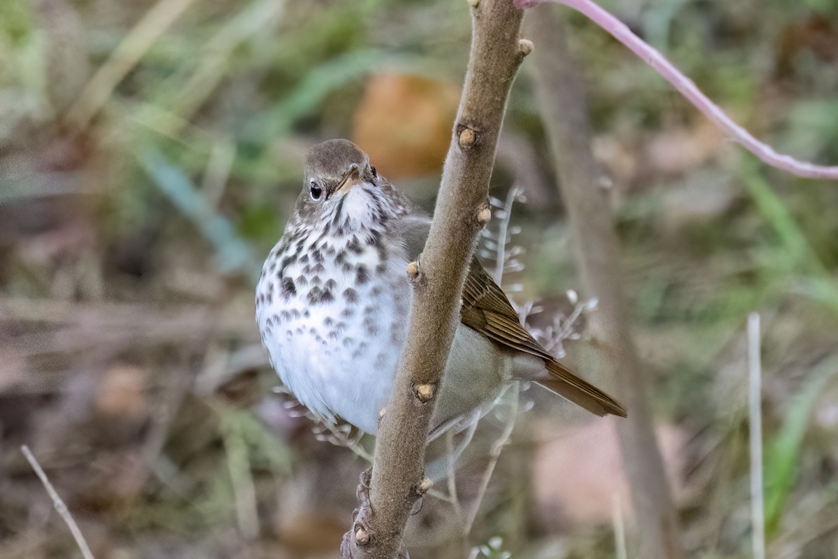 Hermit Thrush - ML644100374