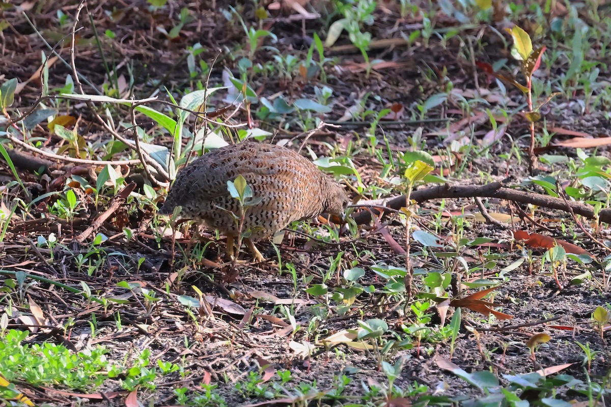 ヌマウズラ - ML644100383