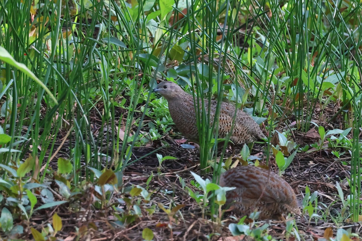 ヌマウズラ - ML644100384