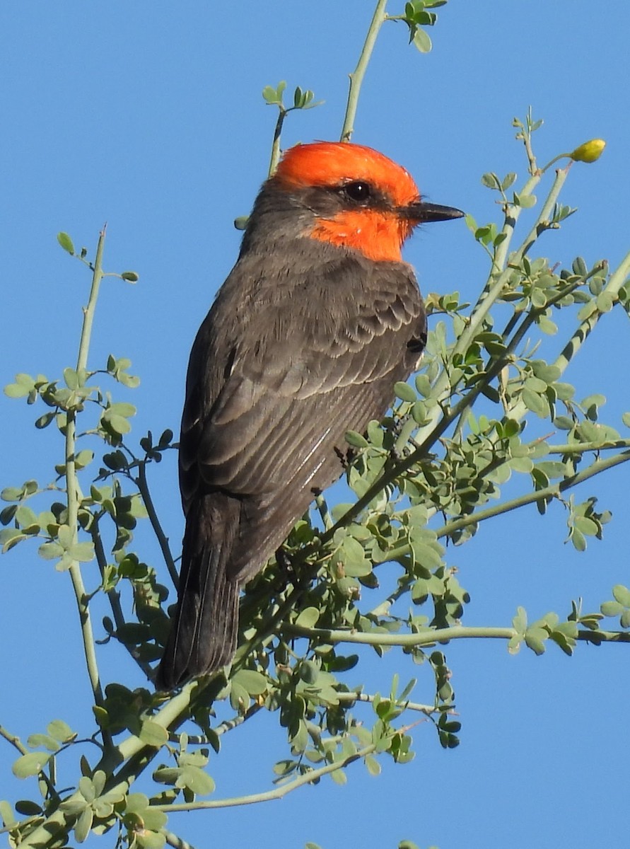 Vermilion Flycatcher - ML644100385