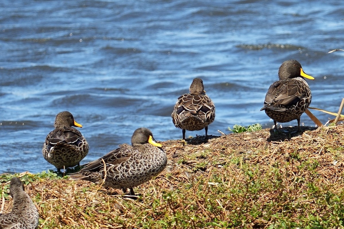 Canard à bec jaune - ML644100393