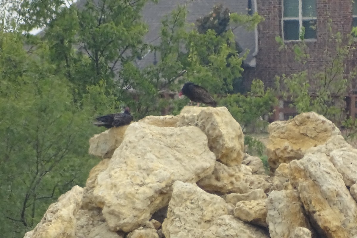 Turkey Vulture - ML644100403