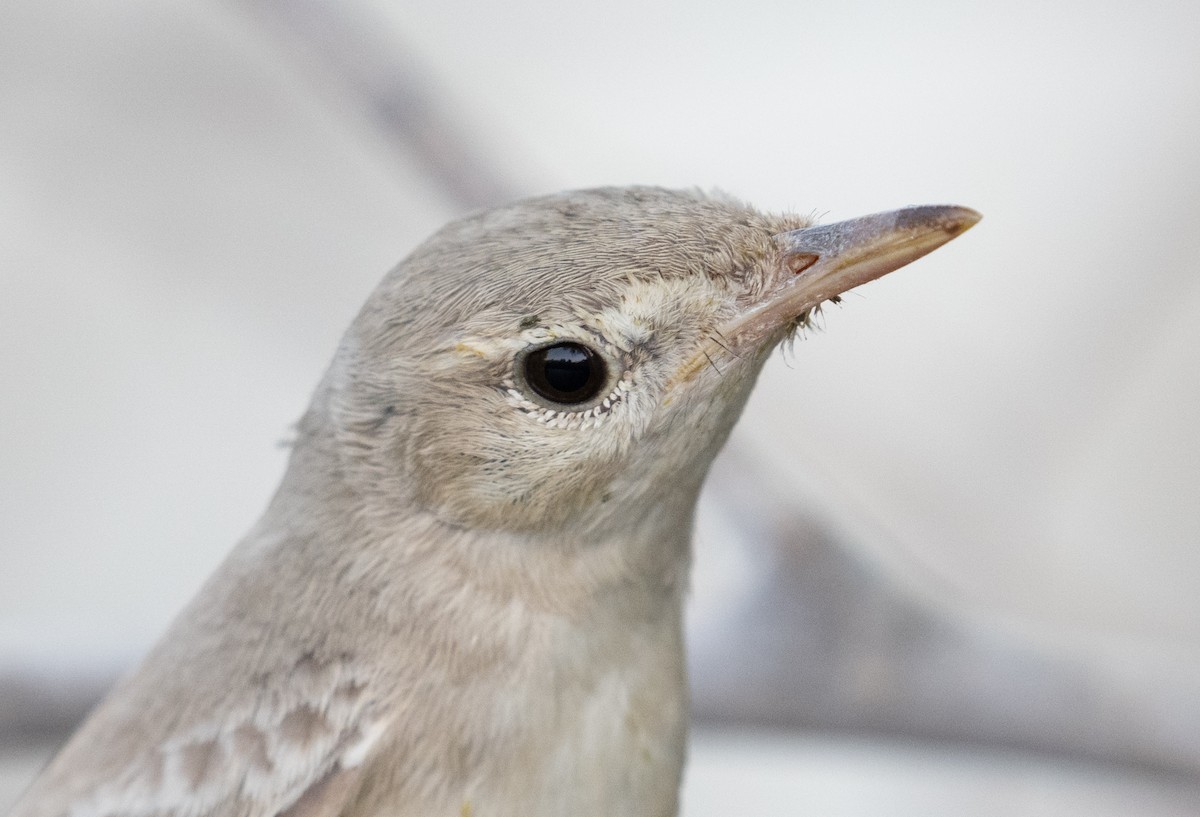 Eastern Olivaceous Warbler - ML644100409