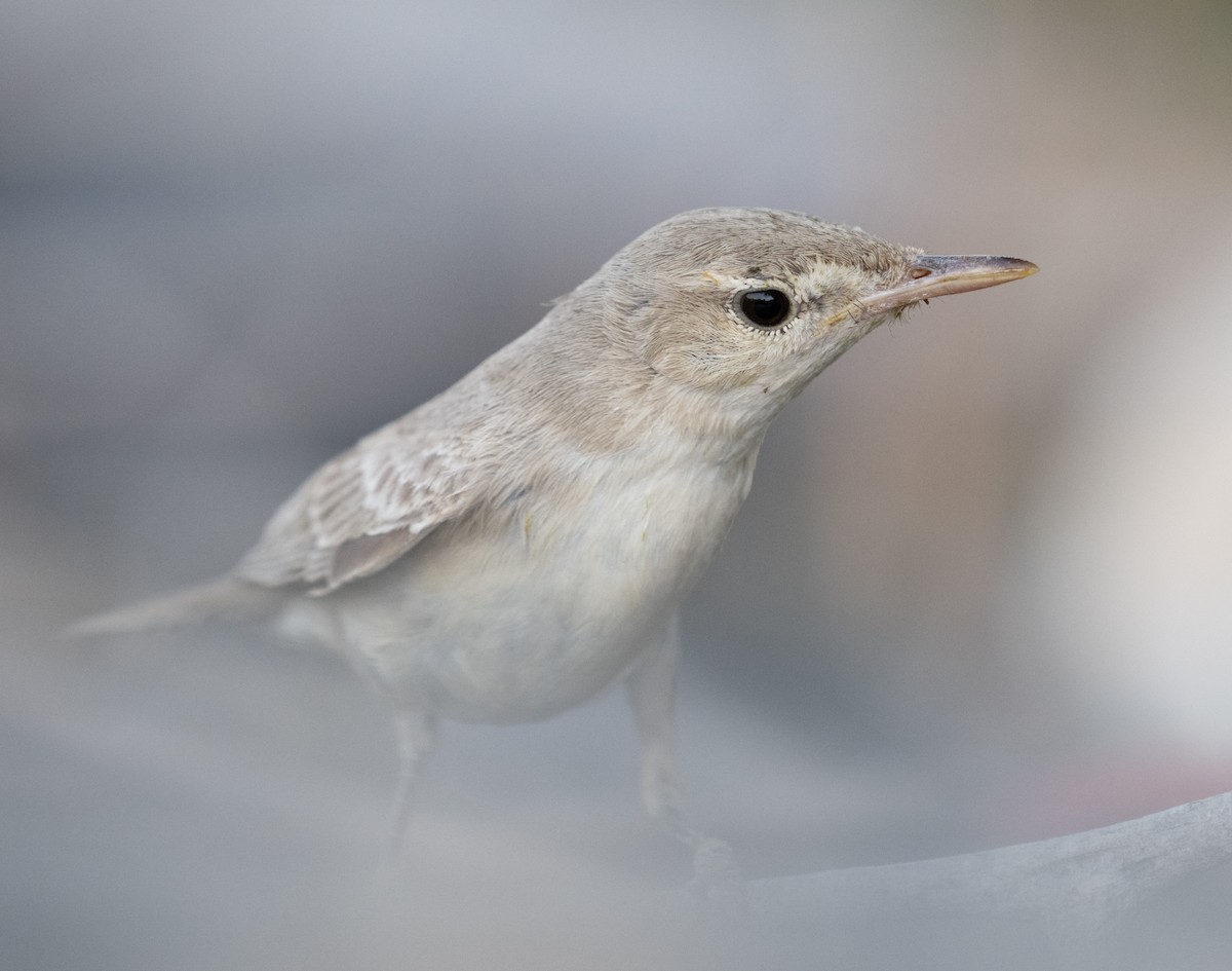 Eastern Olivaceous Warbler - ML644100411