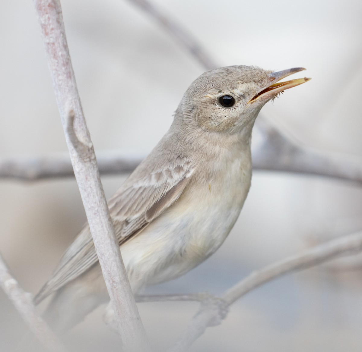 Eastern Olivaceous Warbler - ML644100413