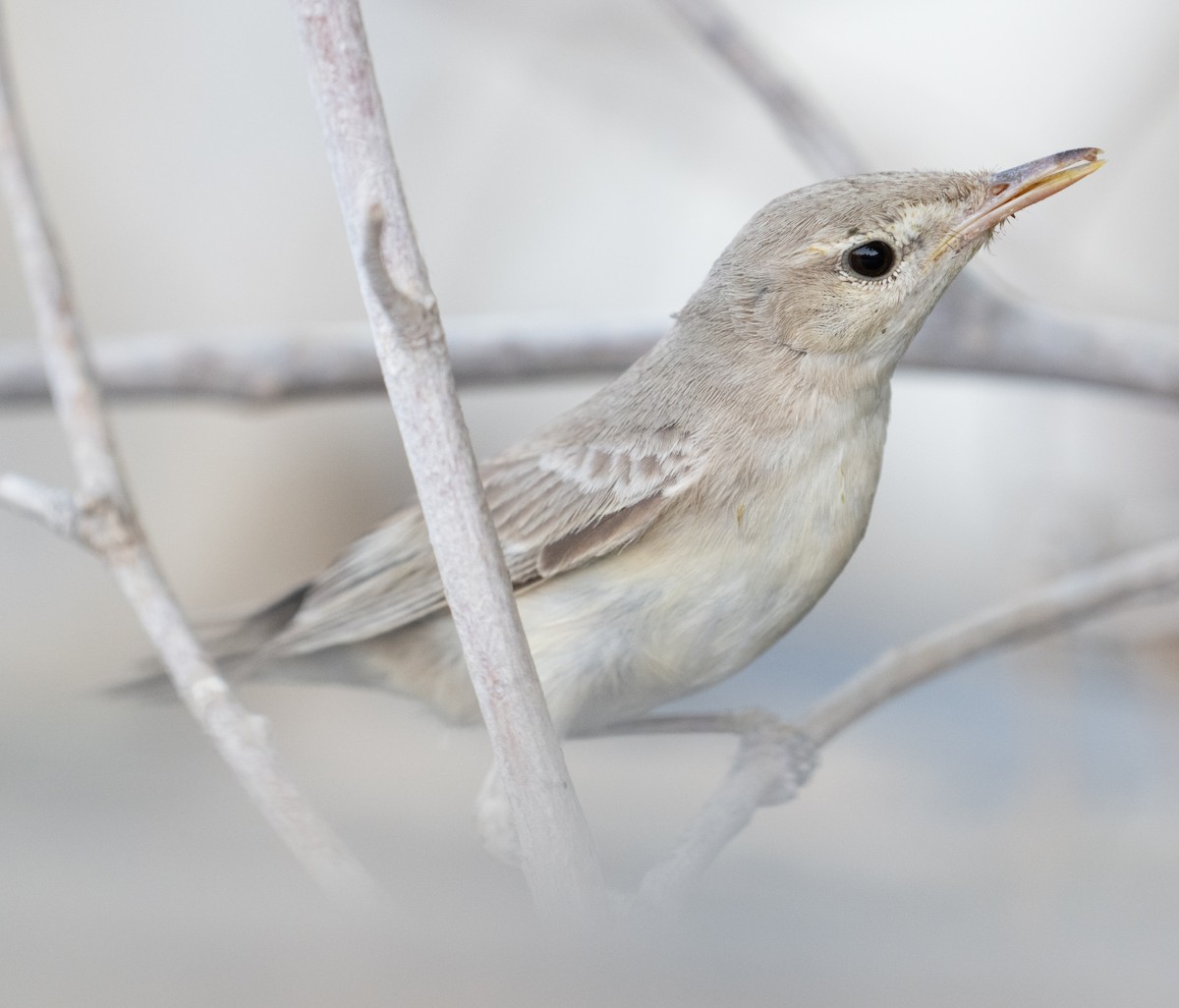 Eastern Olivaceous Warbler - ML644100414