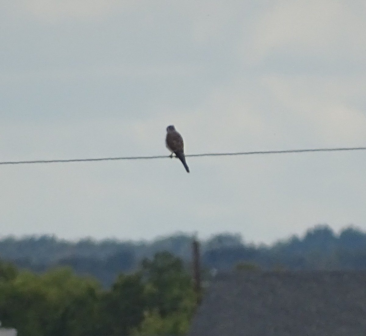 American Kestrel - ML644100417