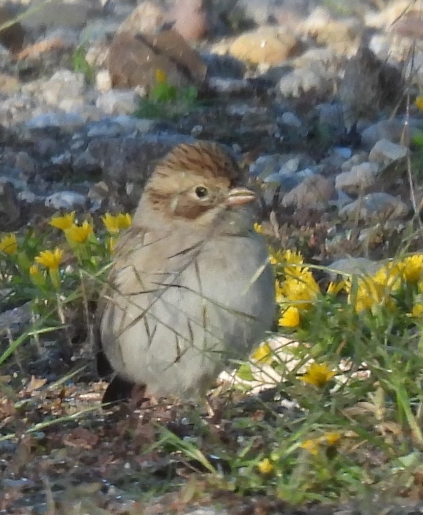 Brewer's Sparrow - ML644100419