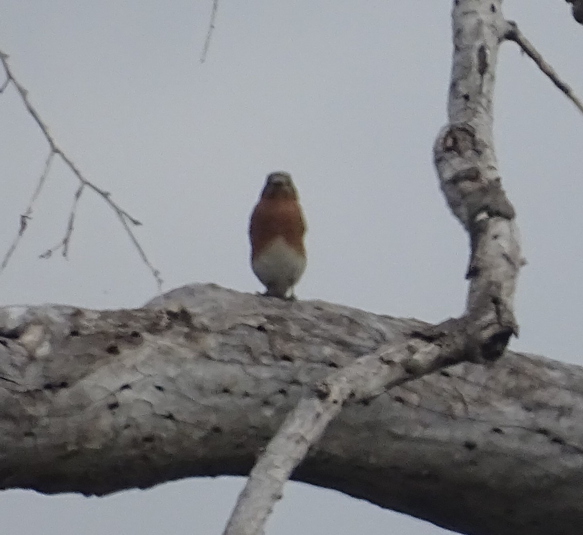 Eastern Bluebird - ML644100427