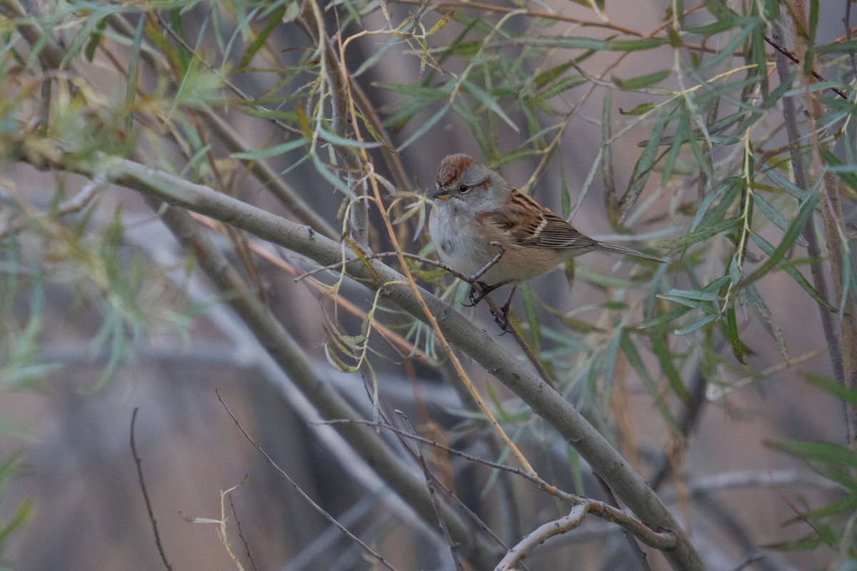 American Tree Sparrow - ML644100428
