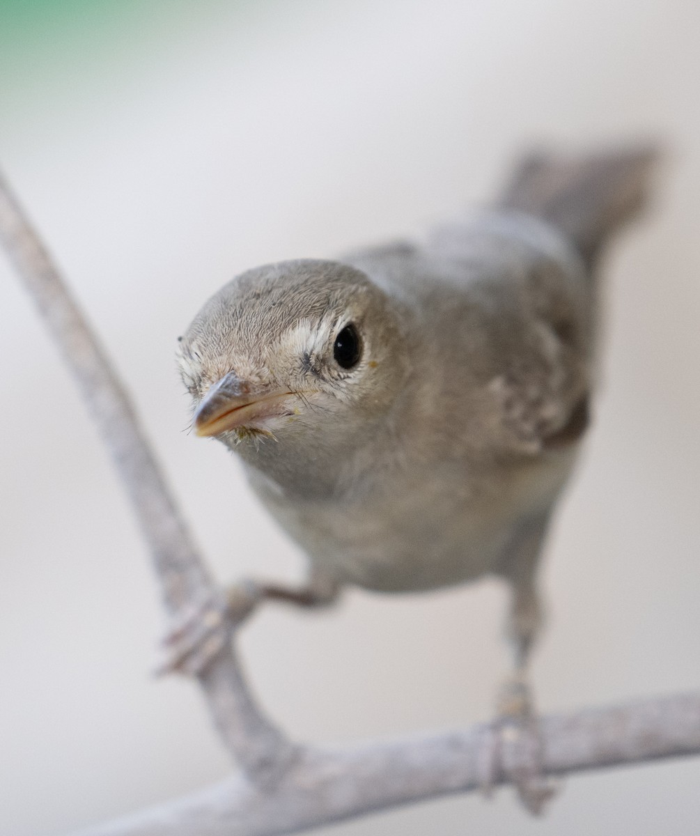 Eastern Olivaceous Warbler - ML644100431