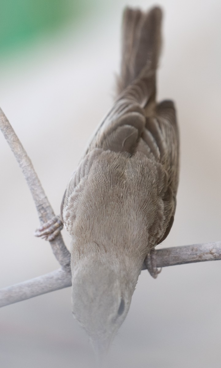 Eastern Olivaceous Warbler - ML644100434