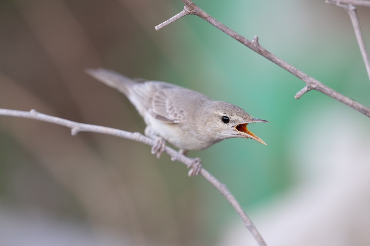 Eastern Olivaceous Warbler - ML644100435