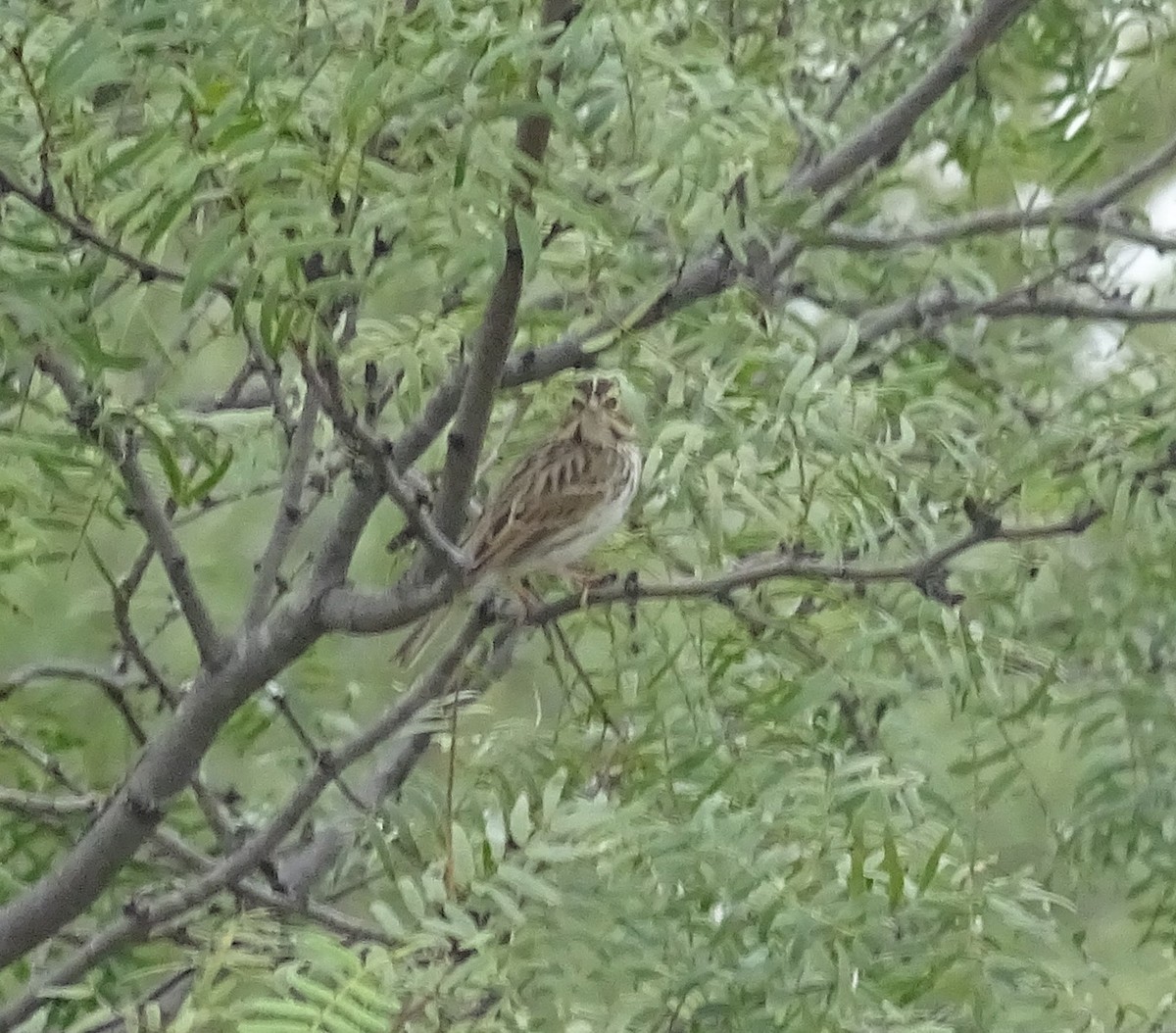 Savannah Sparrow - ML644100437