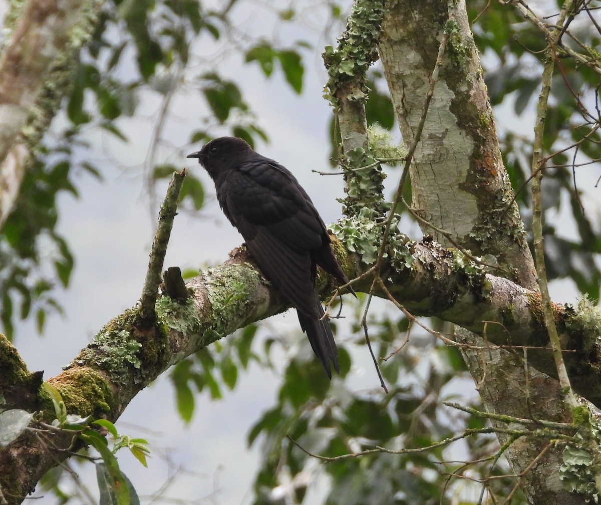 Black Cuckoo - ML644100438
